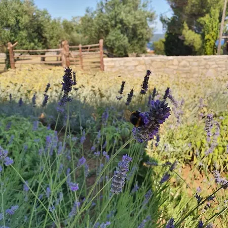 Podgora Experience With Jacuzzi Appartement Nerezine