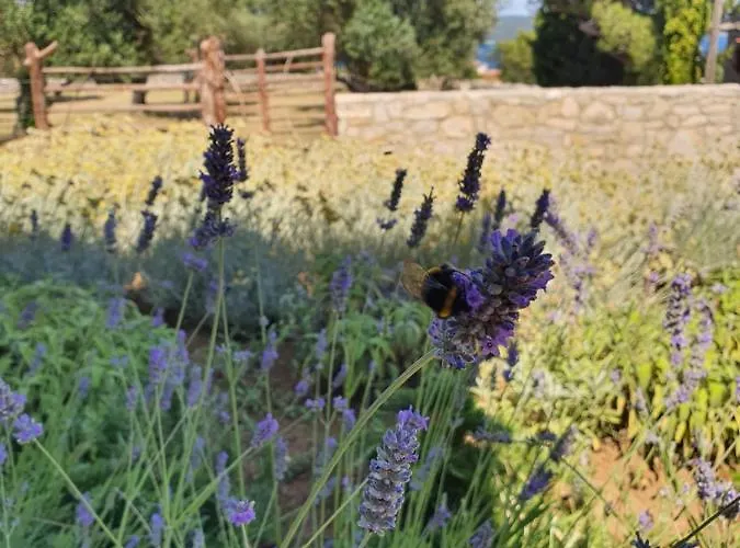 Podgora Experience With Jacuzzi Lägenhet Nerezine